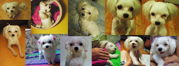 This is Nana. She looks cuter with hair.